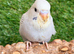 Hand-Tame Baby Budgie – Ready for a Loving Home