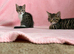 Beautiful fluffy kittens