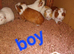 Guniea pigs girls and boys