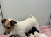 Jack Russel puppy