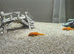 Red plecos and 1 angel fish