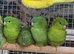 Stunning Baby Lineolated Parakeets