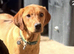 Labrador needing his forever home