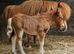 Chestnut Mushroom Mini Shetland Colt