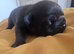 Stunning DWKC Registered English Bulldog Puppies last 2 girls