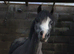 4yr 11.2hh old sec a mare