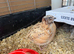 Beautiful Quail Boys - Various Colours