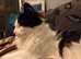 Cat for adoption