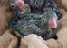 Handreared parrotlets *all reserved*