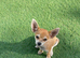 Chihuahua toy Apple ad Boy Puppy