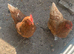 2 chickens