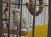 Forever home for any parrot & birds