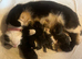 4 kittens