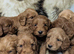 Quality F1 Cockapoo puppies from Licensed breeder