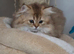 Kittens Ready for Their Forever Homes