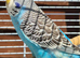 Baby budgie