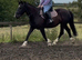 15.2hh 6 year old sporty Irish cob mare