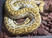Female Burmese python