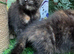 FLUFFY CALICO FEMALE KITTENS TO RESERVE