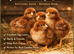 Rhode Island Red Chicks Hatching Soon &ndash; Reserve Now