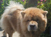 Chow chow girl pedigree