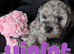 Toy cockapoo f2b puppies
