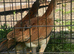Shamo