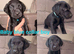 Chocolate/Yellow/Black KC Registered Labrador Retrievers