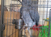 african grey parrot 1350 pound