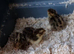 Japanese Corturnix quail (jumbo parents) unsexed. Hatched 12/06/2026