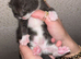 Kittens for sale