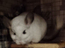Bonded pair RPA /RPAc female Chinchillas