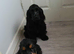 KC Cocker Spaniel for stud