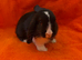 Pure Mini Lops [Ready to Leave]