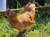 Pekin x Silkie bantam pullets