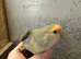 Hand reared baby lovebird