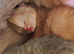 Rare chimera cinnamon and cream kitten and a blue and black tortie
