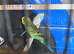 Budgerigars/parakeets for sale, various colors.