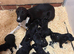 Bedlington x whippet pups Lurcher