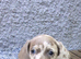 Miniature dachshund puppies