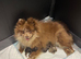 Chocolate and tan female Pomeranian
