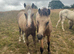 Buckskin/spotty WPB colt
