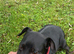 Bella jack russell