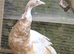Yearling peahen peach