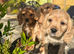 Amazing litter of cockalier pups ready now