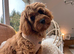 Cavapoo boy
