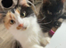 Two older kittens