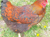 Chicken Hatching Eggs x6 Lucky Dip