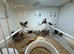 Bengalise finches