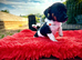 Stunning jack russel pups